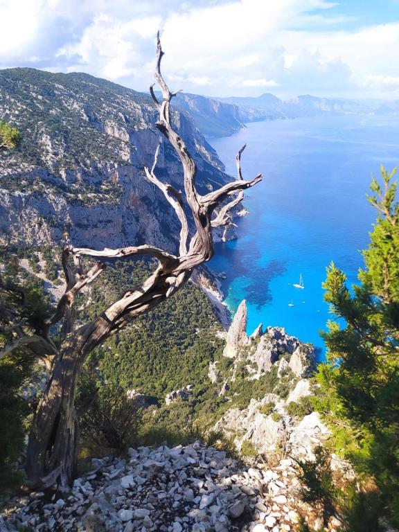 a dead tree on a hill overlooking the ocean at Casa La Pavoncella in Orosei