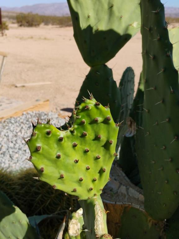a close up of a cactus in the desert at The Dome at Tribal Camp in Joshua Tree