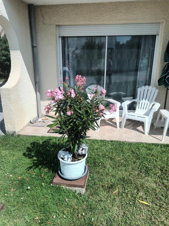 une plante en pot posée sur l'herbe dans une cour dans l'établissement Les Hortensias, à Sangatte
