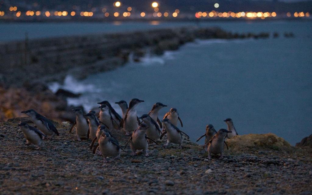 Alpine Motel - Resim 26