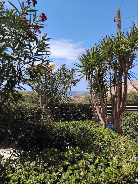 a group of trees and bushes in a yard at Angelo's Apt in Mesochórion