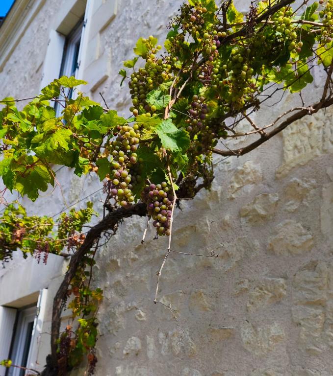 a bunch of grapes hanging from a building at Les Chambres de Nelly in Cravant-les-Coteaux
