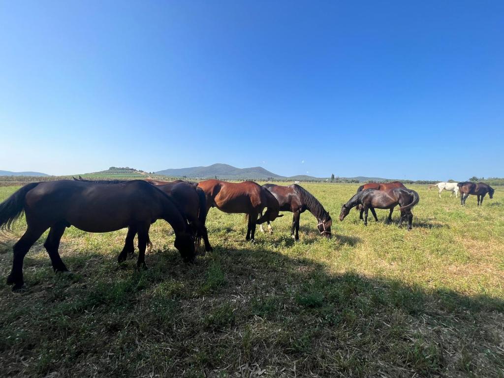 a group of horses grazing in a field at Il Gelsomino Bio Agriturismo in Alberese