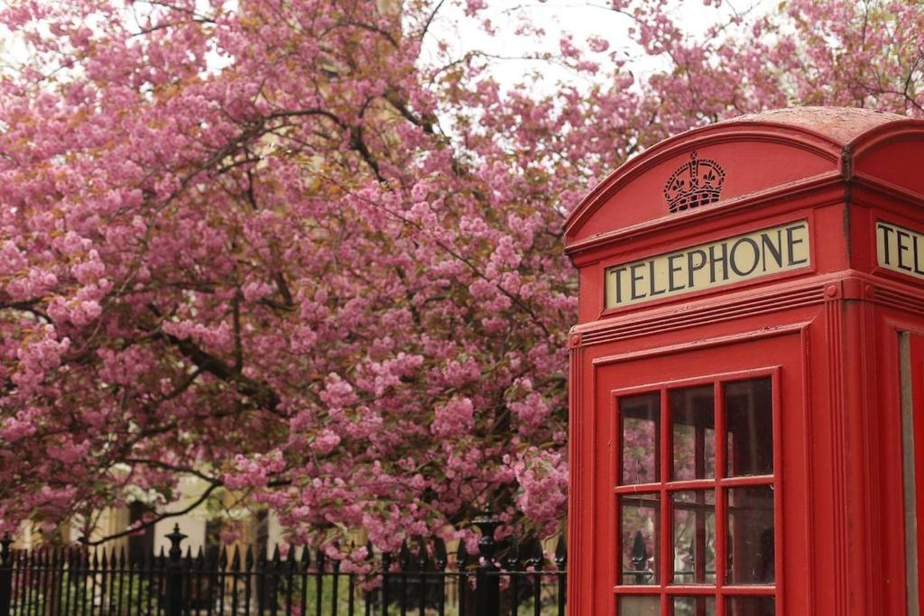 a telephone booth in front of a tree with pink flowers at Entire Peaceful in Central London in London