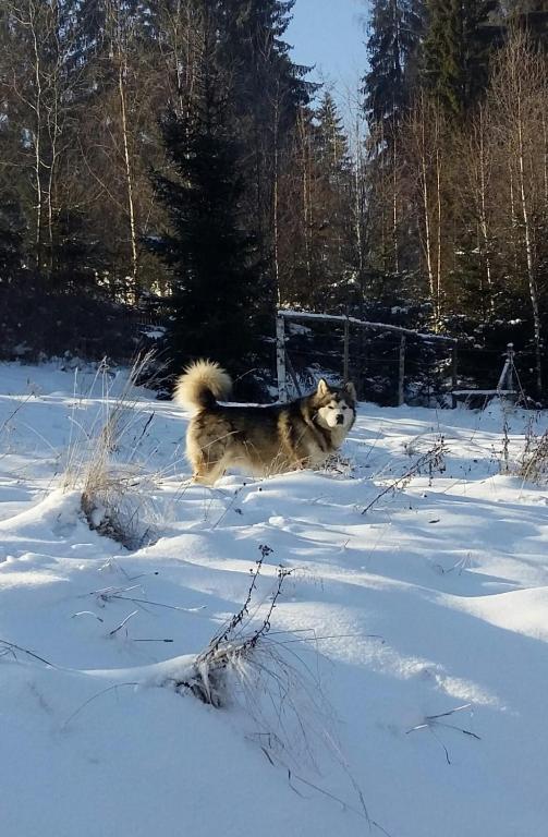 a dog running through a snow covered field at Casa Ghioceilor in Vatra Dornei