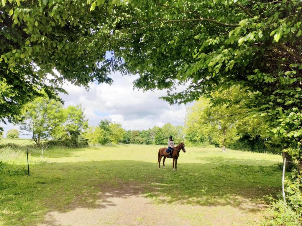 Tiere im Bed & Breakfast oder in der Nähe