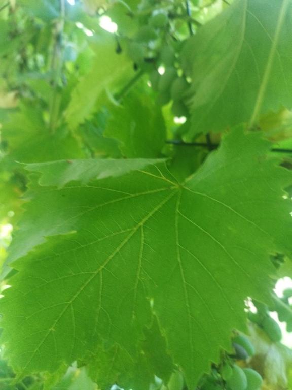 a large green leaf on a tree with grapes at Golden Dream in Jajce