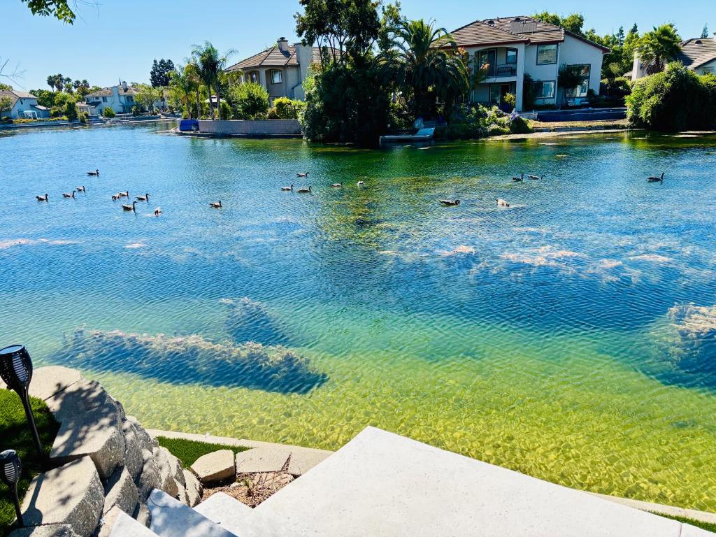 un montón de patos nadando en un estanque en Experience Serenity Luxe 4BDR Lake House 25ft Pool, en Elk Grove