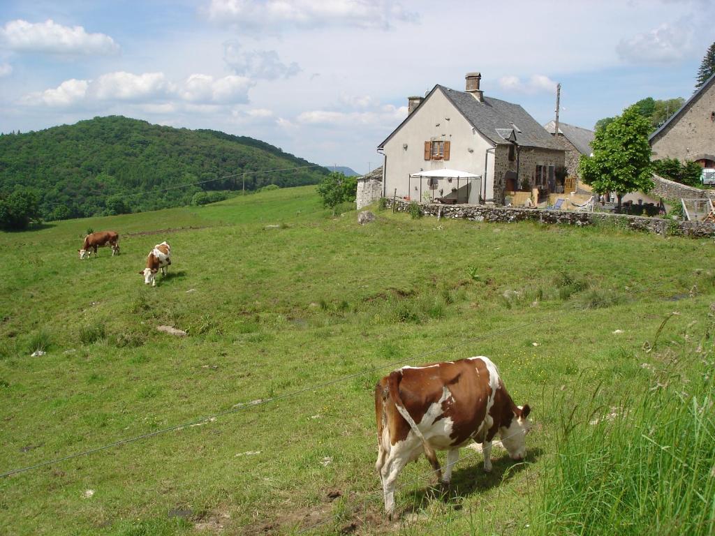 dwie krowy pasące się na polu przed domem w obiekcie Chez Marraine w mieście Sauvat