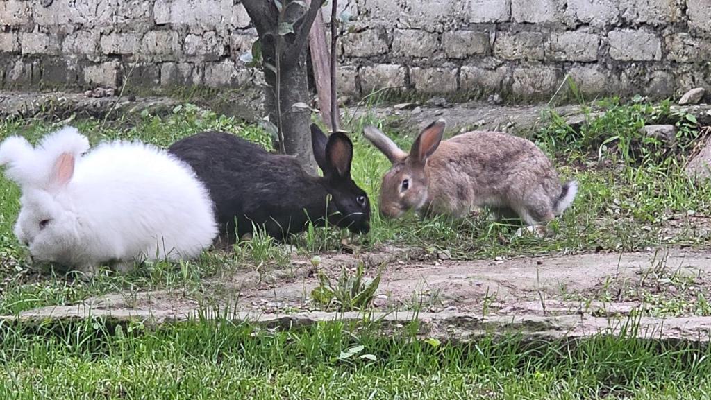 Tres conejos pastando en la hierba de un campo en Deepti Guest House, en Manali