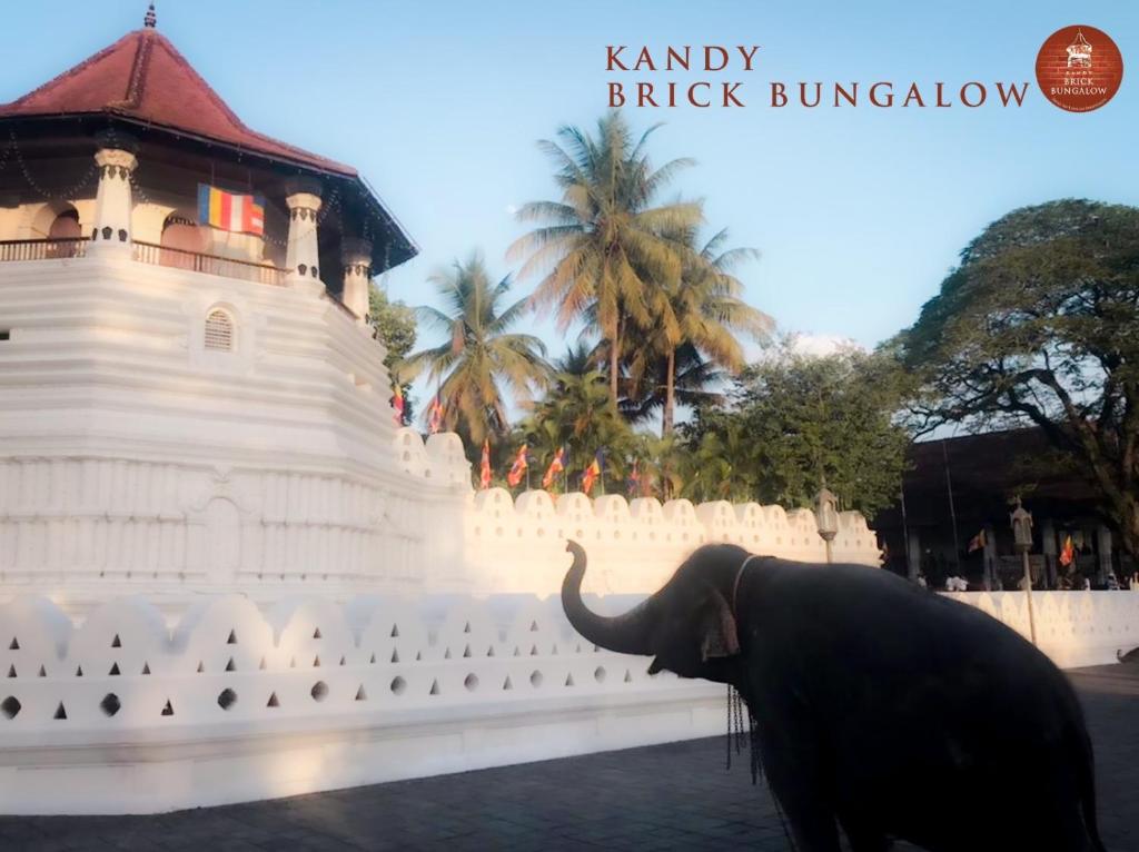 AmpitiyaにあるKandy Brick Bungalowの白い建物の前を歩く象
