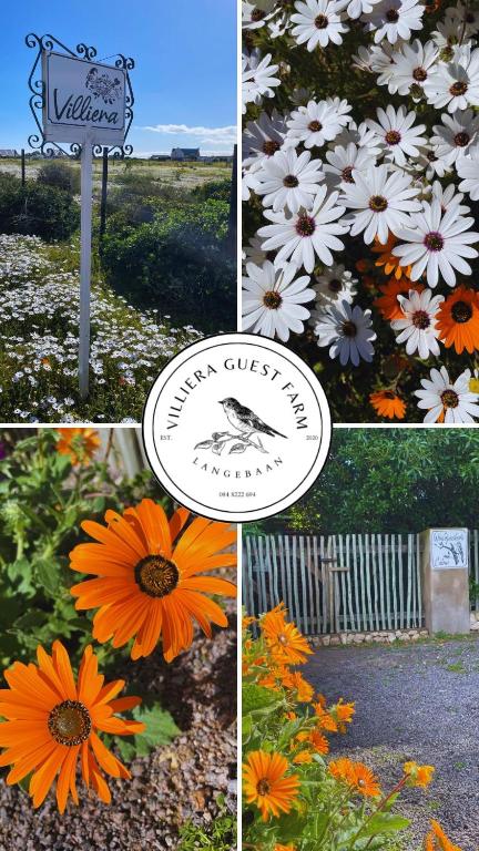 a collage of photos with flowers and a sign at Villiera Guest Farm in Langebaan
