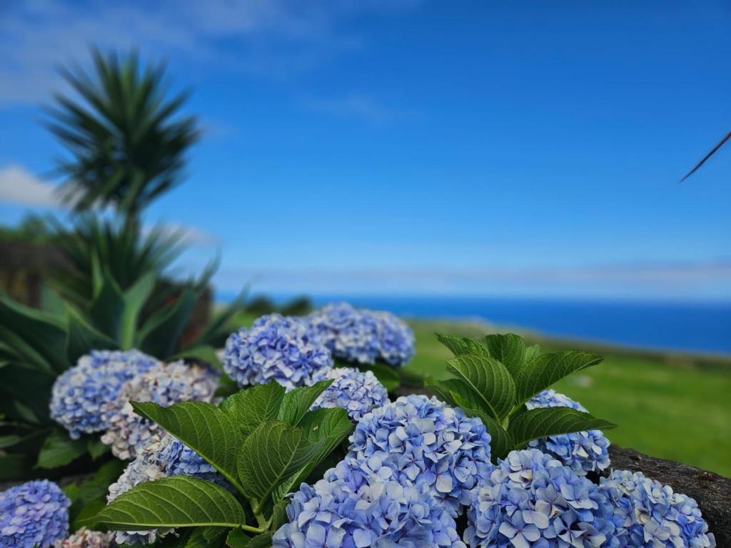 a bouquet of blue hydrangeas in front of the ocean at Ocean View - Nordeste in Feteira Grande