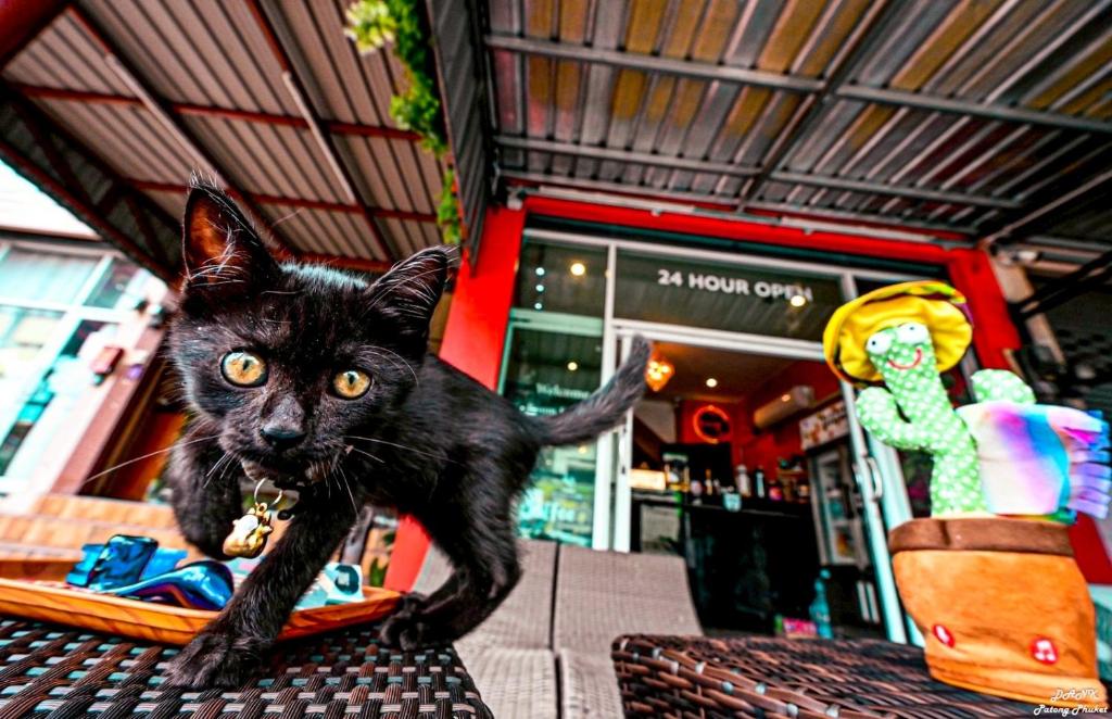 DANK Hotel 420 friendly - Resim 24