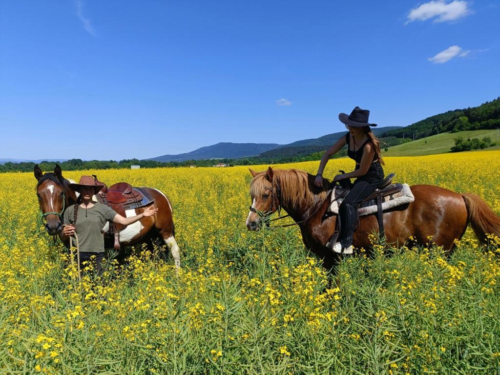 Zvířata v chaty nebo okolí
