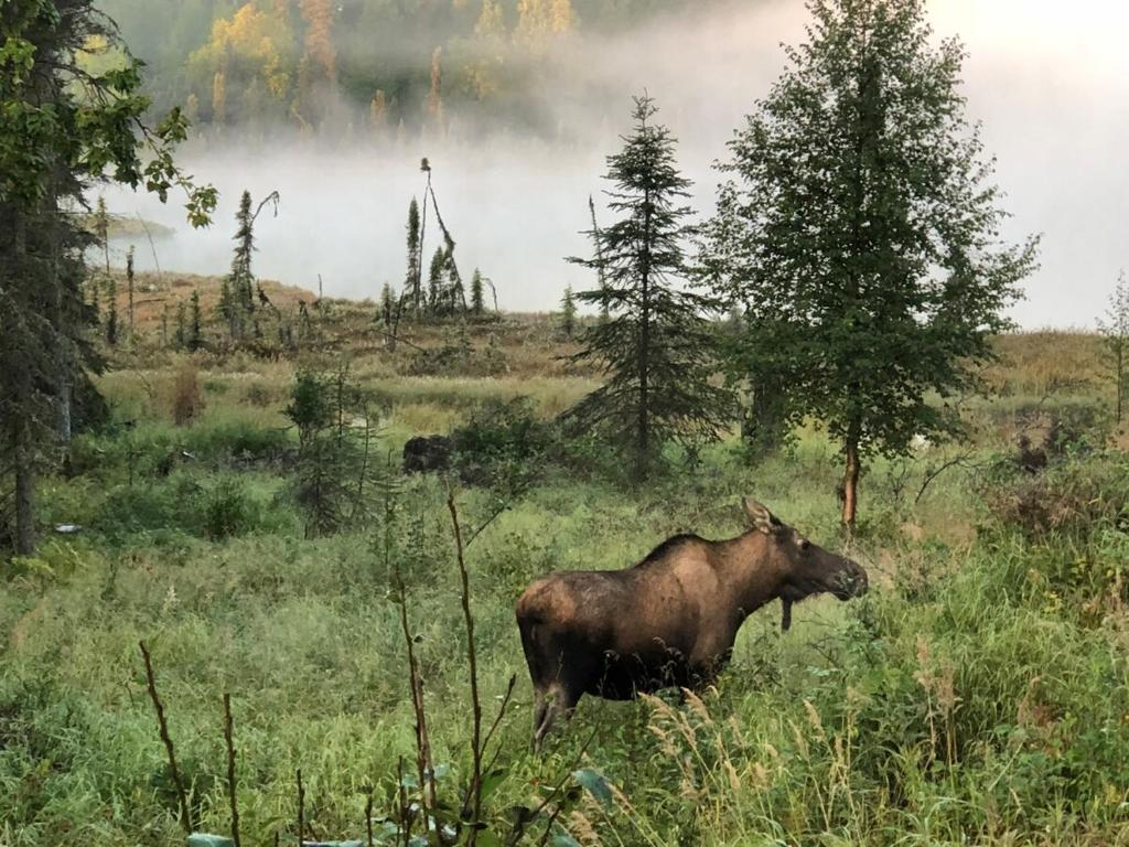 un toro parado en un campo de hierba en LAKE FRONT fishing between Kasilof & Kenai river, en Soldotna