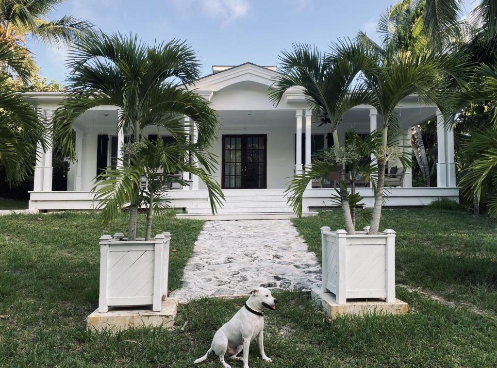 un cane in piedi davanti a una casa con due palme di Hibiscus Hill Cricket Pavilion - retreat near Pink Sand Beach cottage a Harbour Island