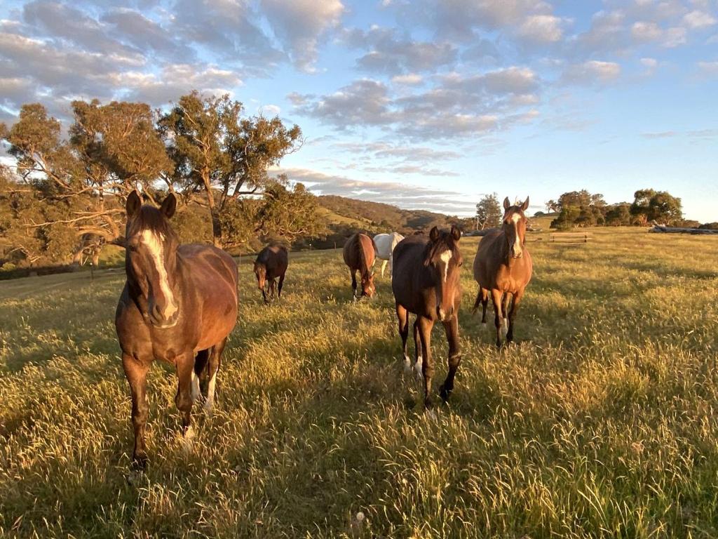 Off Grid Tiny House Glamping on a Victoria Horse Farm, Reedy Creek ...