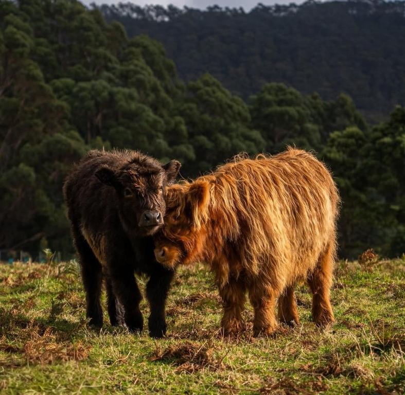 two cows standing in a field of grass at Ruby's Cottage Farm Stay in Port Arthur