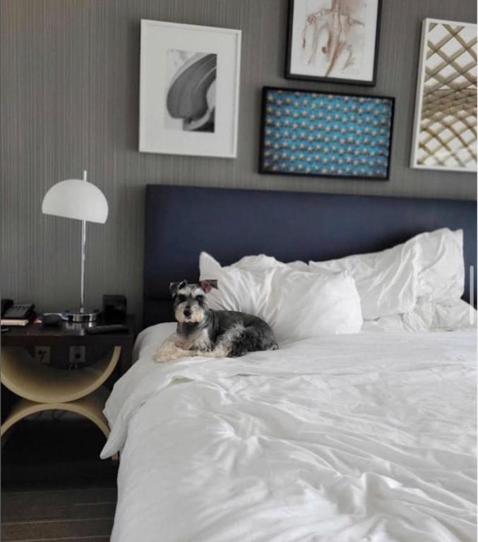Le Meridien Arlington - Habitación Clásica Con Camas Tamaño Queen