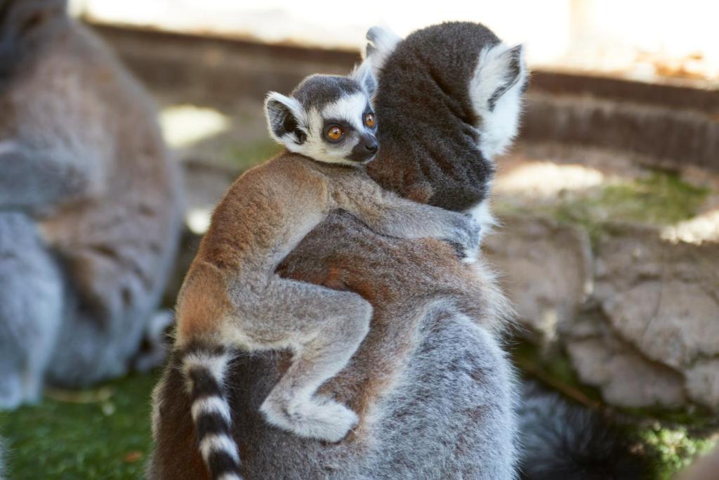 Four Points by Sheraton Costa Blanca Resort - Resim 20