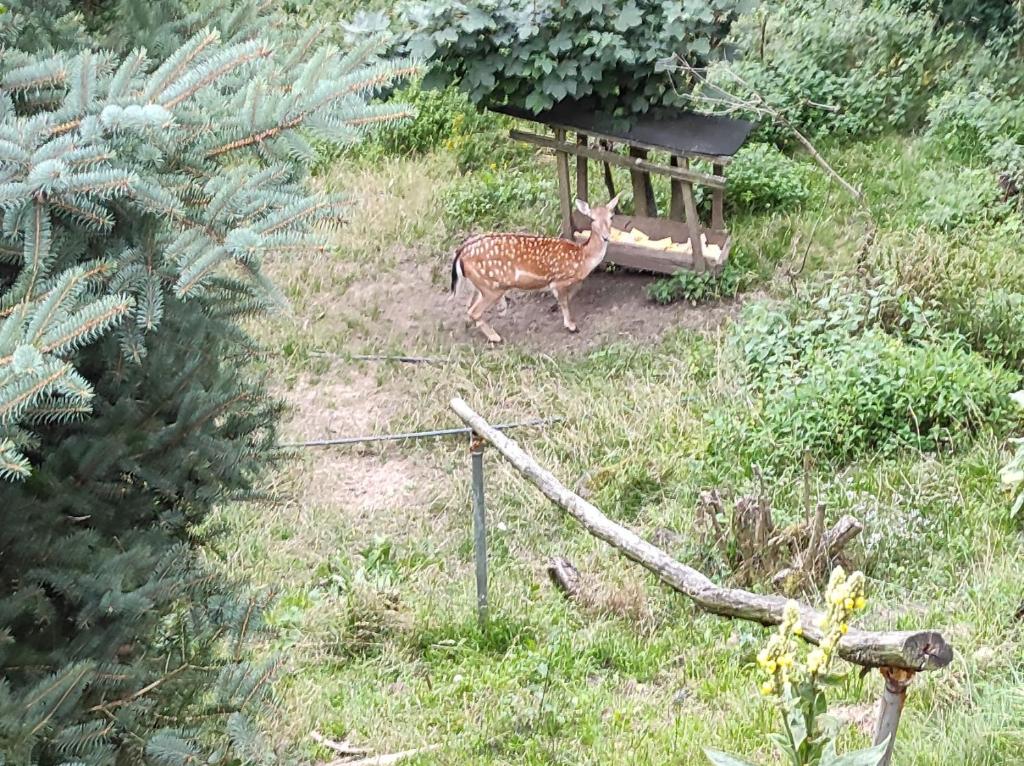 a deer standing in the grass in a garden at Hájovna in Litoměřice