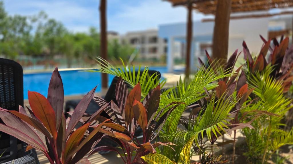 un gruppo di piante di fronte a un pool di Cozy new apartment 3BR with amazing Pool a Cancún