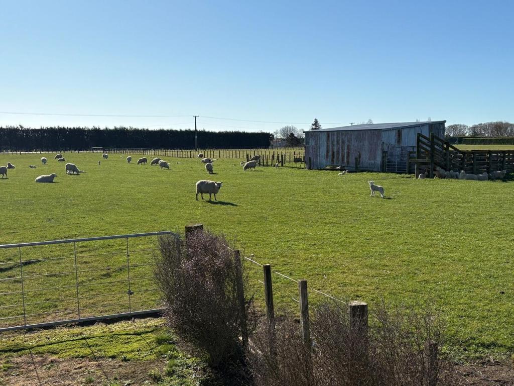 Havelock Cottage - Pukeko Nest - Resim 22