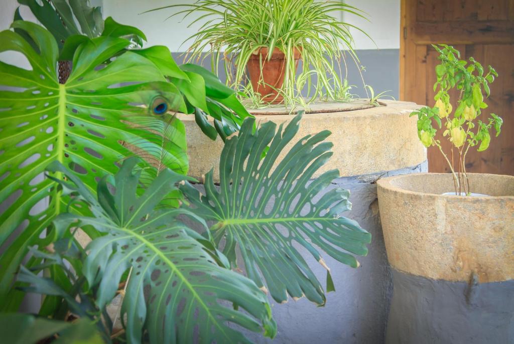 Zahrada ubytování Sa Fita Backpackers - Albergue Juvenil