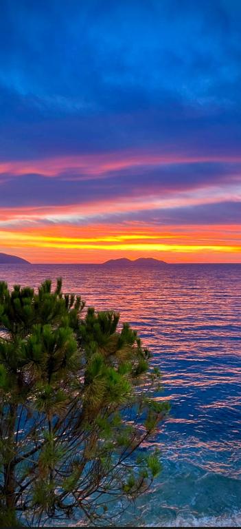 a sunset over the ocean with a tree in the foreground at Private Villa Aras 2 - Luxury & Elegance Apartments in Vlorë
