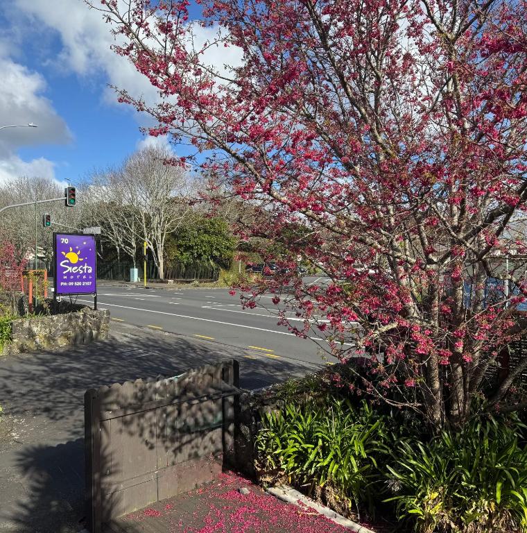 Siesta Motel - Resim 30