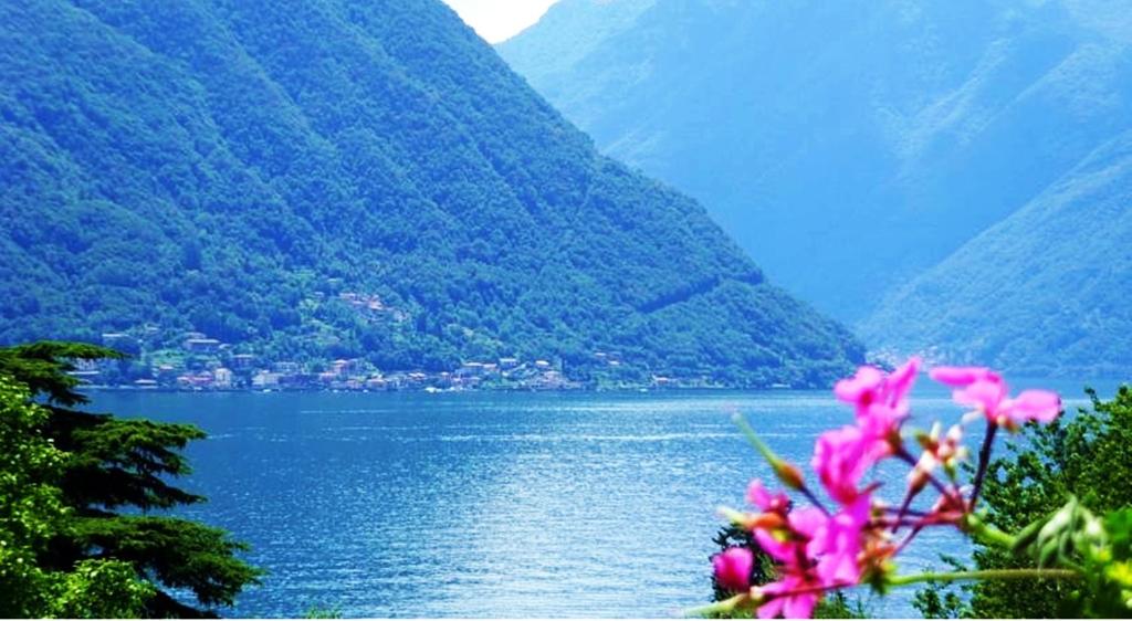a pink flower in front of a lake with mountains at Isola Bella in Ossuccio