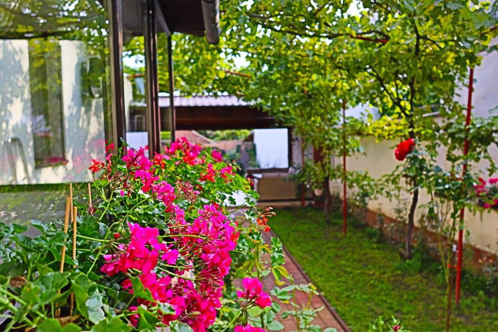 een bos roze bloemen in een tuin bij Ana's home in Sibiu