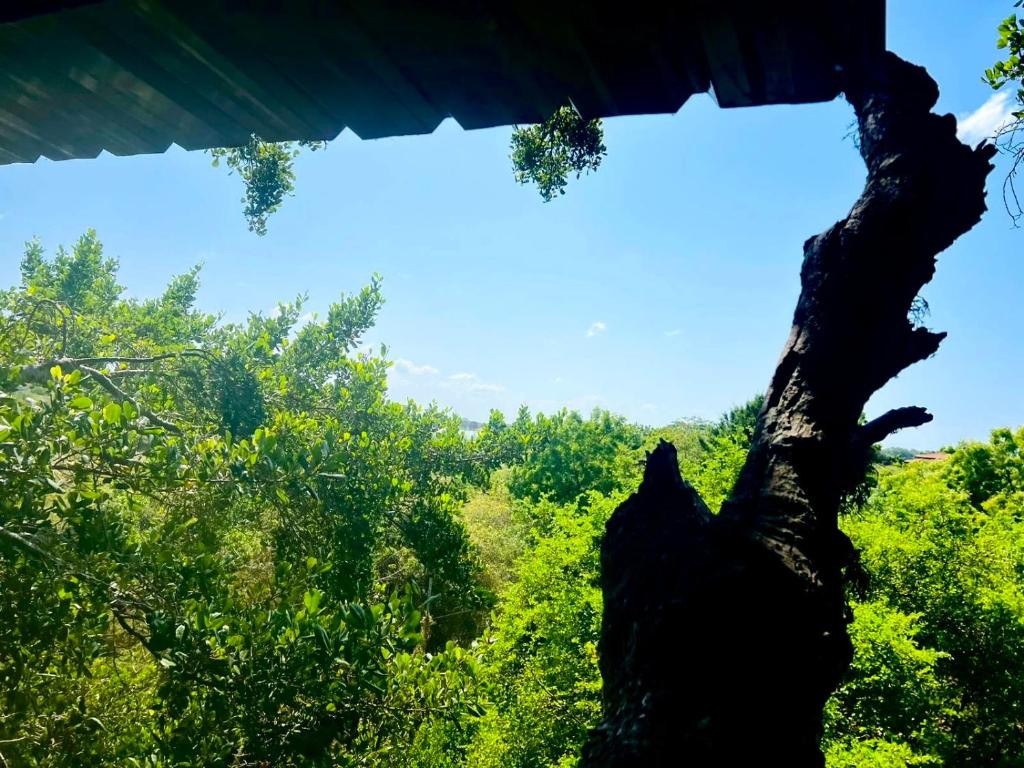 a close up of a tree with trees in the background at Lake Wind Resort & Restaurant in Polgahawelana