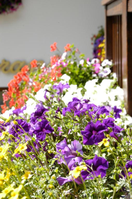 Zahrada ubytování Debra Park Hotel