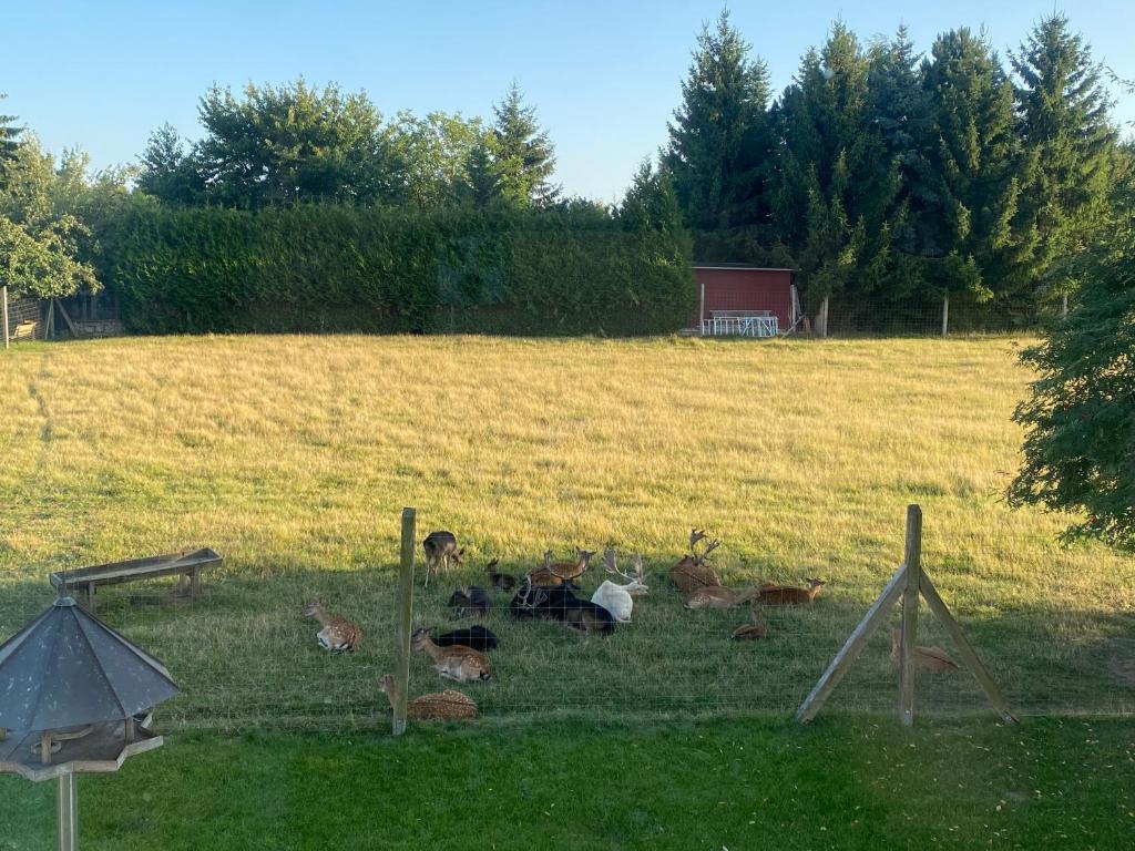 Hotel Schwartze - 10