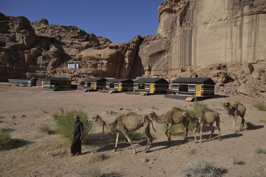 a man walking a group of camels in the desert at Wadi Rum Desert Secret in Wadi Rum