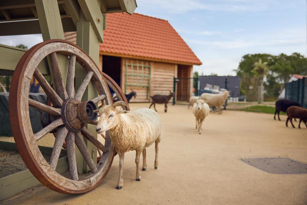 Beachhotel Zandvoort by Center Parcs - Resim 31