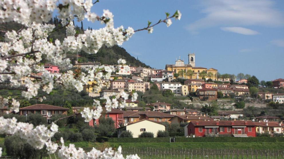 une ville sur une colline avec des fleurs blanches sur un arbre dans l'établissement B&B Aurora, à Cavaion Veronese