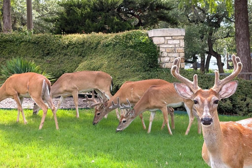 a group of deer grazing in the grass at Beach Villa in Lago Vista