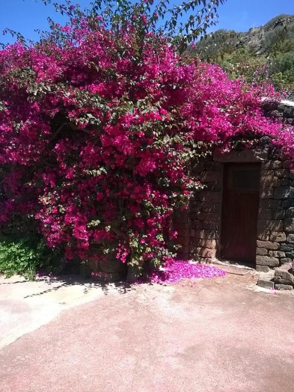 Κήπος έξω από το Holiday home Dammuso Magia