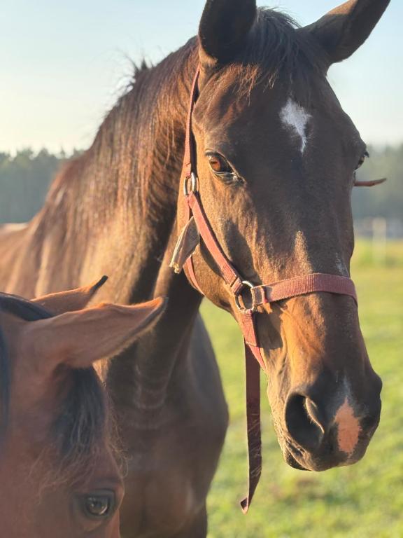 a brown horse is standing in a field at Farma Puchałowo in Puchałowo