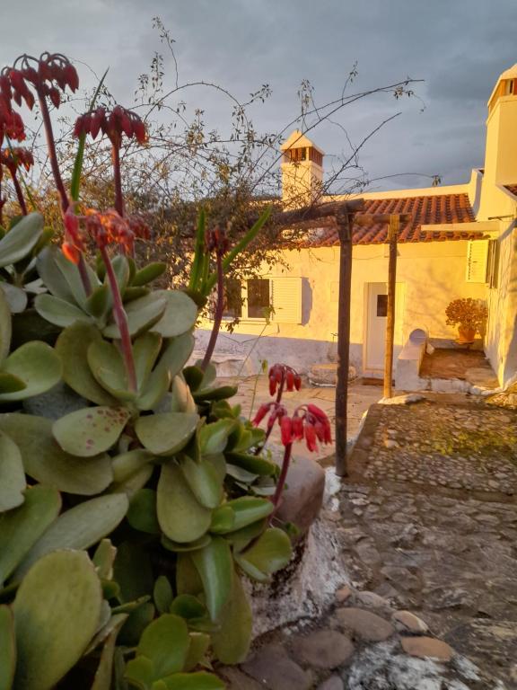 a plant with red flowers in front of a building at Olive -Casa da Boavista in Alegrete