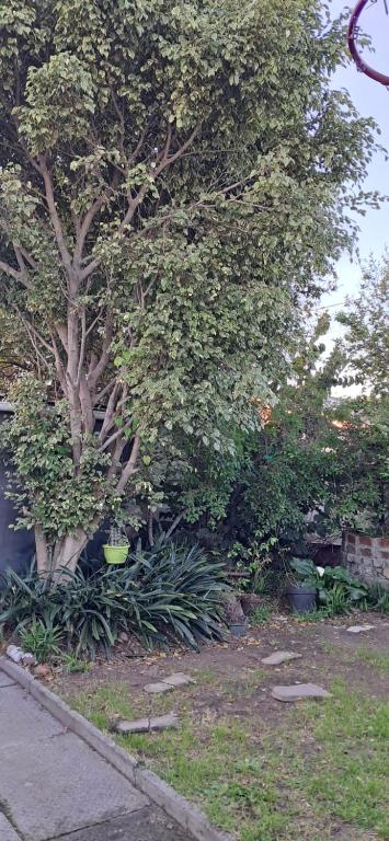 a tree in a yard next to a sidewalk at Clay Stone Cottage in Goodwood