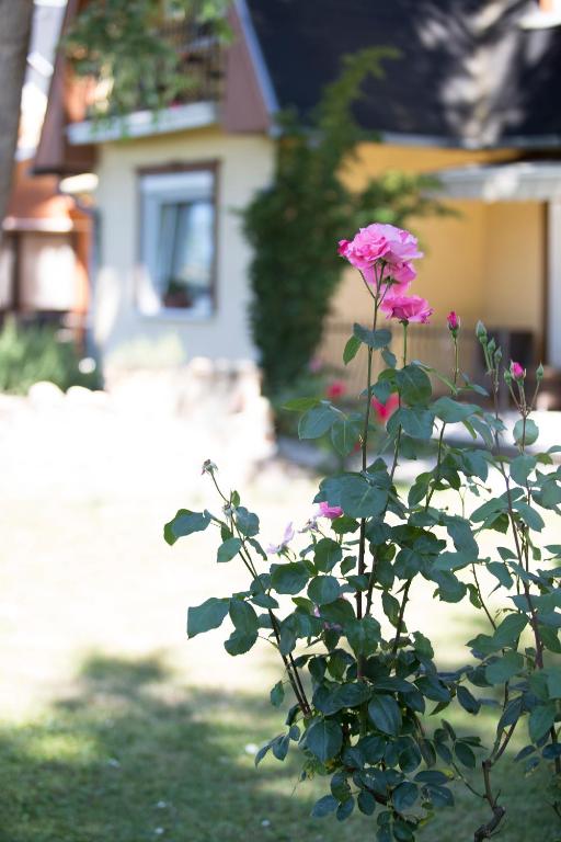 Zahrada ubytování Hotel Zéta
