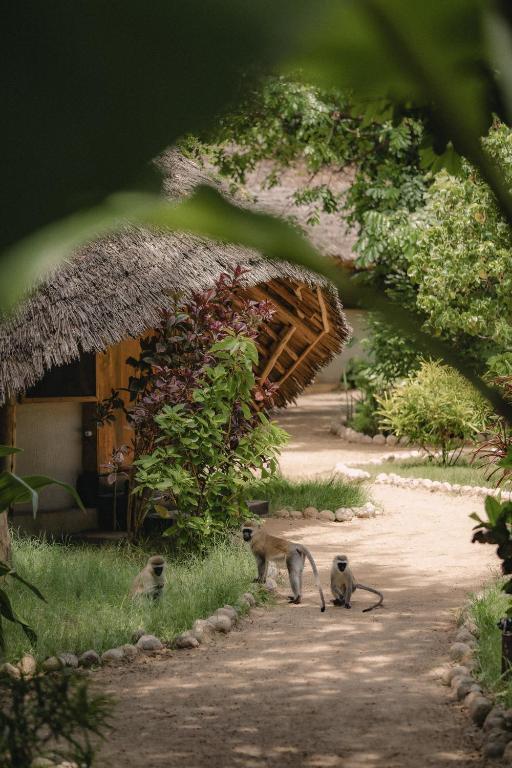 three monkeys walking down a dirt road in front of a building at The Jungle Pearl Resort in Mto wa Mbu