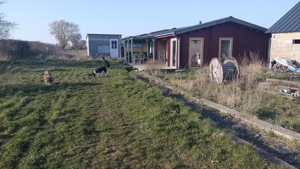 two dogs walking in a field next to a house at Petit Chalet en Baie de Somme in Saint-Valery-sur-Somme