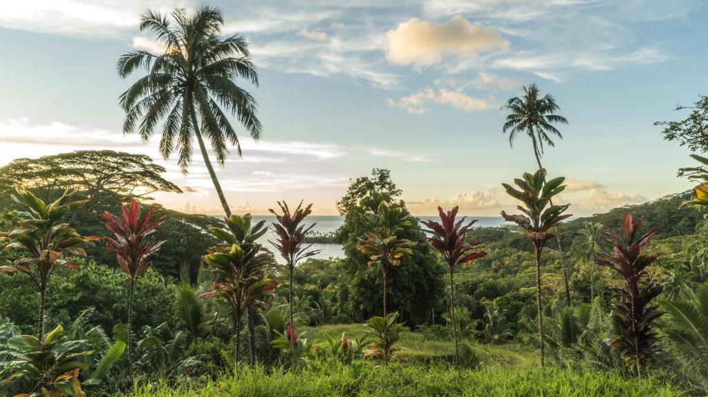 RAIATEA - Fare Fetii - photo 7 - Raiatea, Polynésie