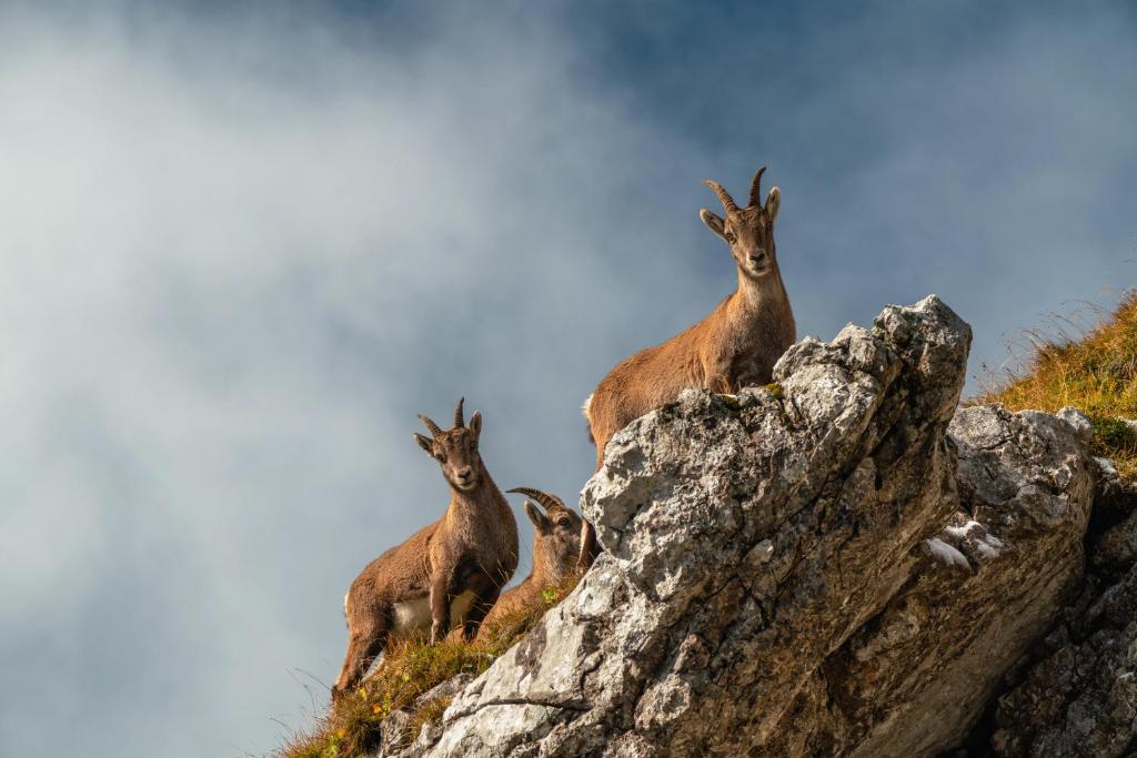 Hotel Pilatus-Kulm - Resim 21