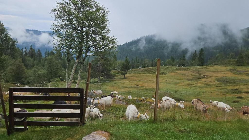 Un rebaño de ovejas en un campo con una valla en Magic View - Unspoiled nature - Summer mountain pasture with goats, 